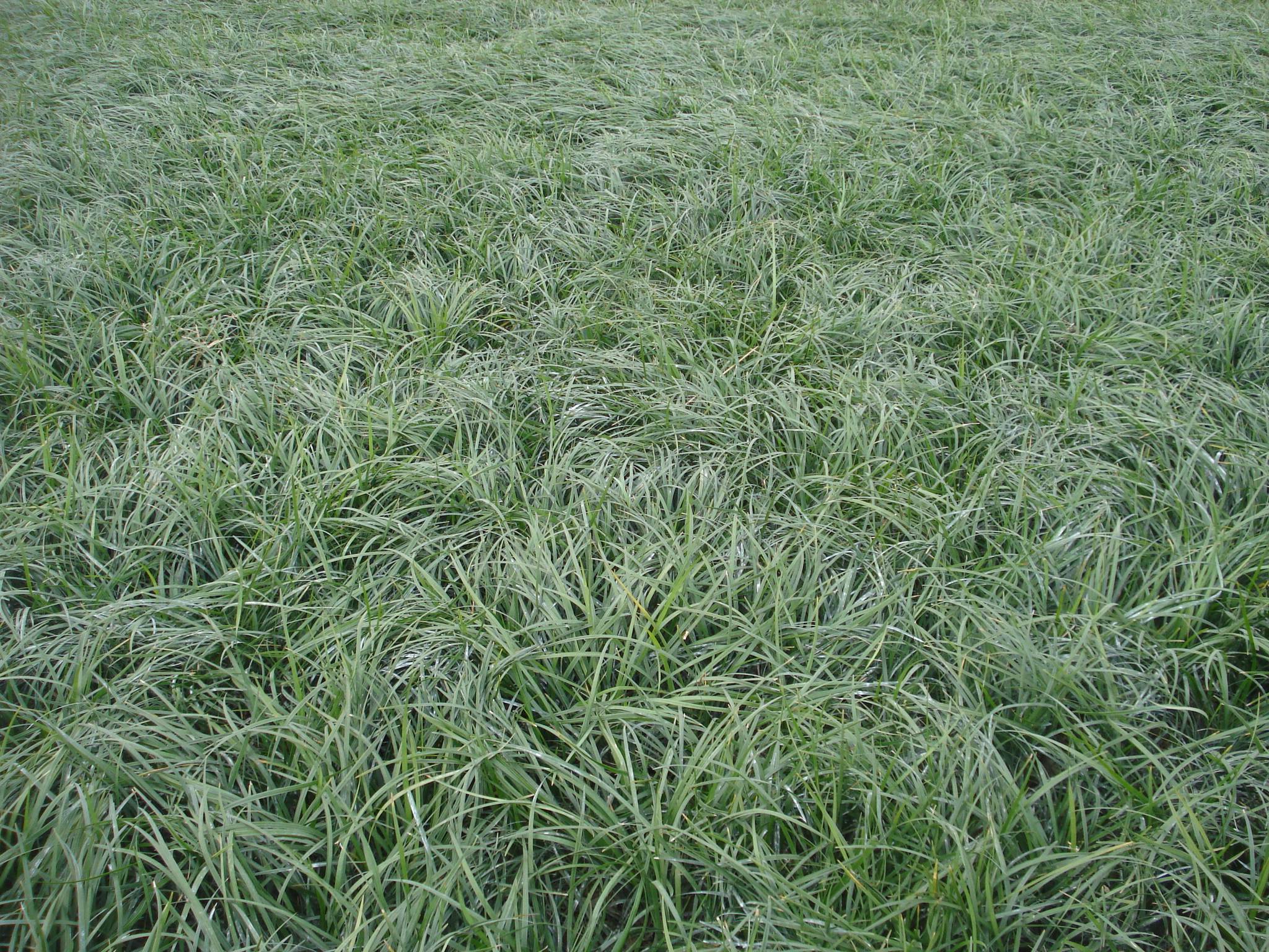 重庆麦冬草重庆麦冬