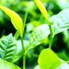 綠茶 紅茶提取物